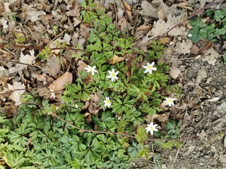 wild flowers in the forest