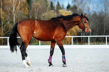 Beautiful sport brown horse running in the paddock. Portrait of chestnut  stallion horse galloping in big paddock 