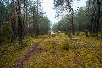 sandy path in the green spring forest