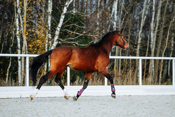 Beautiful sport brown horse running in the paddock. Portrait of chestnut  stallion horse galloping...