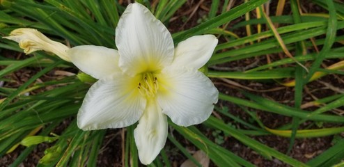 white lily