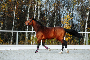 Beautiful sport brown horse running in the paddock. Portrait of chestnut  stallion horse galloping...