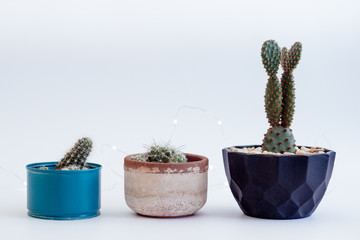 cactus juntos en la mesa con luces 
