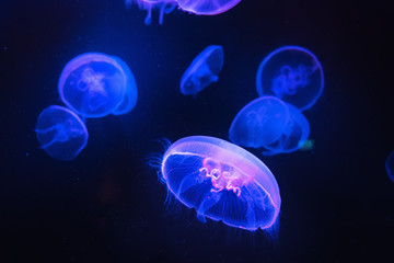 Naklejka na ściany i meble Beautiful jellyfishes or medusa in blue neon light. Dark aquarium background.