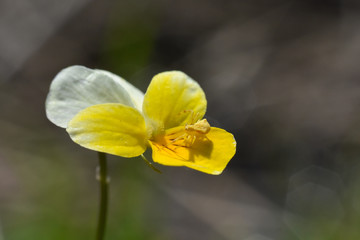 Little spider on wild pansy flower wait for a prey. Crab spider hiding and hunting on flower