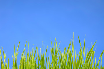 herbe verte vue de profil sur fond bleu © michel