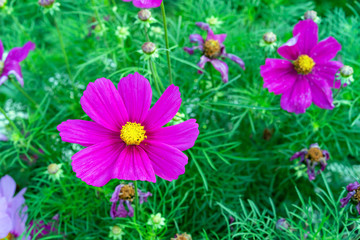 Obraz premium Purple cosmos flowers in the summer garden.