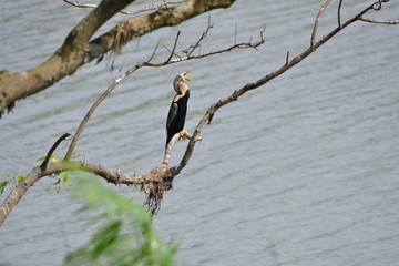 cormorant on  tree