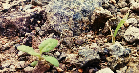Detalles de rocas y pequeñas plantas verdes