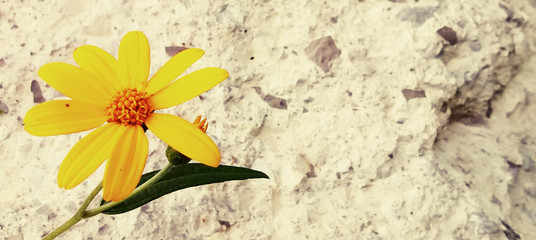 Detalle de flor amarilla sobre fondo de pared