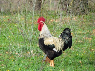 Rooster