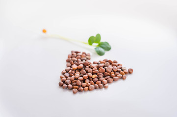 かいわれ大根の種