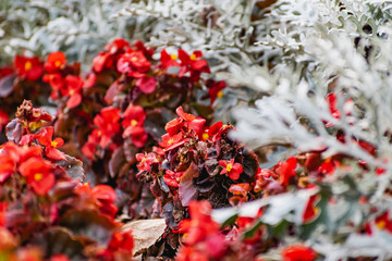 Centaurea cineraria is a Latin name, a fancy street plant, Colchester white for a flower garden, a beautiful aquamarine color, large and thick petals of a small Bush combined with dark red flowers