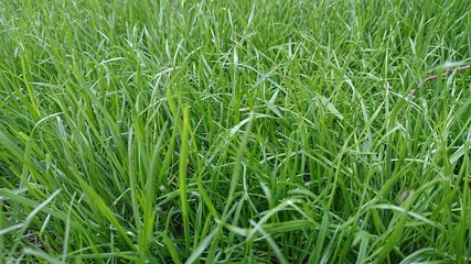 green grass background