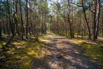 beautiful road in the green spring forest