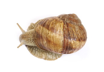 Shaving foam, cream surface, background and texture 