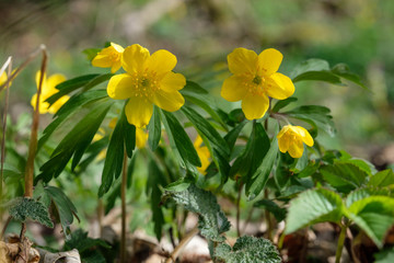Gelbes Windröschen (lat.: Anemone ranunculoides)
