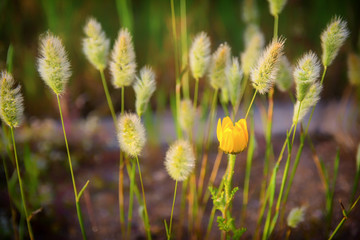 Close-up Of A Yellow Flower In The Field. Nature