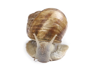 Snail isolated on white background, Helix pomatia 