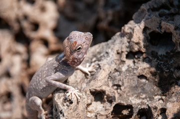 Desert lizard in rocks, Oman