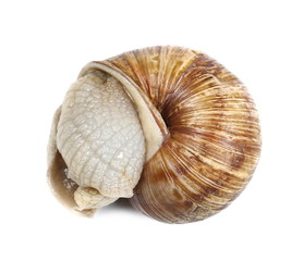 Snail isolated on white background, Helix pomatia