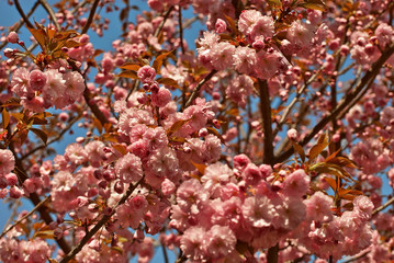 Pink flowers on the tree. Cherry blossoms on blue sky background. Many flowers with yellow leaves close up.