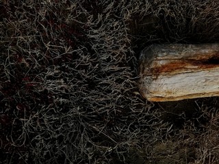 Obraz premium old wood texture