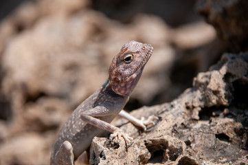 Desert lizard in rocks, Oman