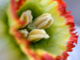 Daffodil macro. Large red green middle of a Narcissus flower. Soft selective focus.