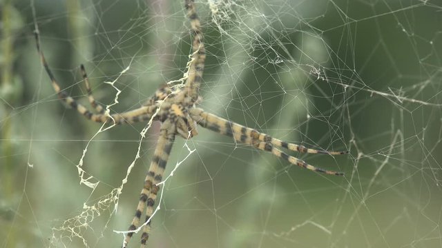 Thin Web Threads. Spider Argiope Lobata staggers in strong wind and sits on web. Macro view of spider in wildlife