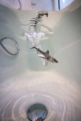 Stay home they said. Well, there we go and now there's a shark in the tub. ;D