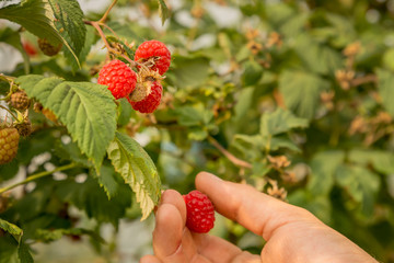 Ripe raspberries being harvested by hand.