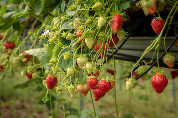 Strawberries growing on a tabletop irrigation system.