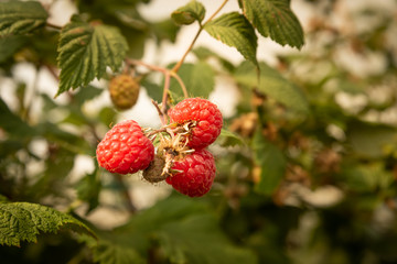 Ripe raspberries ready for harvest.