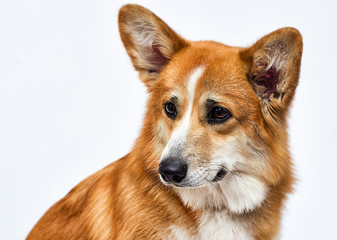 welsh corgi dog looking sideways on a white background