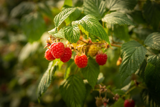 Ripe raspberries being harvested by hand.