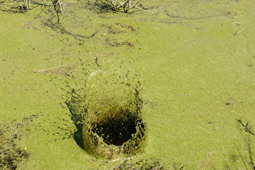 Green swamp and water in the park