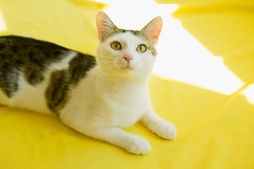 White tabby cat lying on yellow background. Playful cat