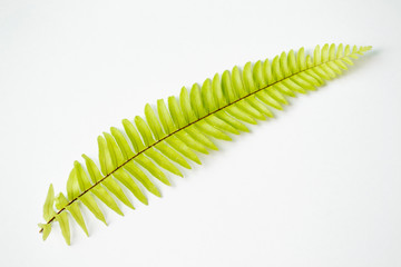 Fern leaf isolated on white background