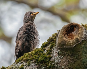 Neugieriger Starennachwuchs