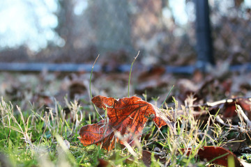 autumn leaf on the grass