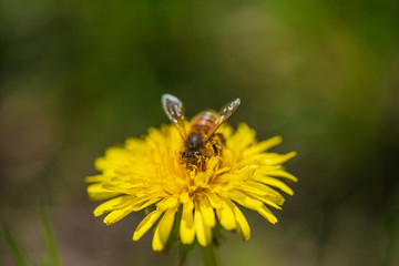 A bee collects honey on dandelions. Close-up photo.