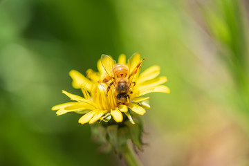 Transparent abdomen of a bee collecting honey. Photographed in close-up.