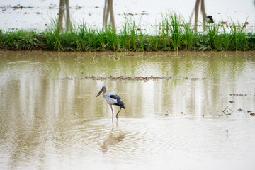 Gray-black birds searching for food in the rice fields.