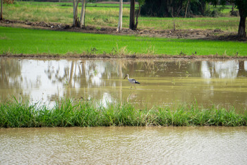 Gray-black birds searching for food in the rice fields.