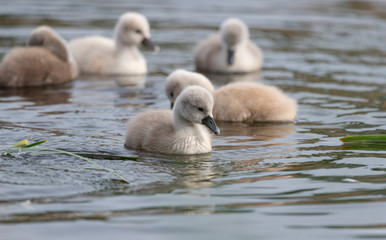 Beautiful swan chicks on a lake