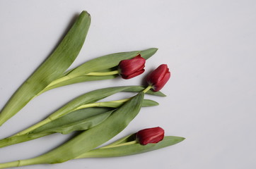 Naklejka premium Tulips bouquet : red flowers