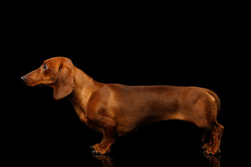 Red Dachshund Dog side view on isolated black background, full length