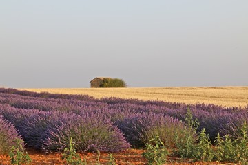 Fototapeta na wymiar Lavande et blé - Plateau de Valensole