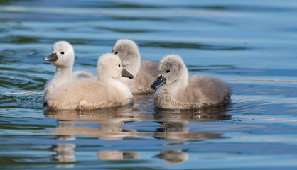 Beautiful swan chicks on a lake